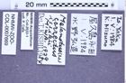 Etikette zu Melanotus correctus issikii (Miwa, 1929) (NHMW-ZOO-COL-0007669)